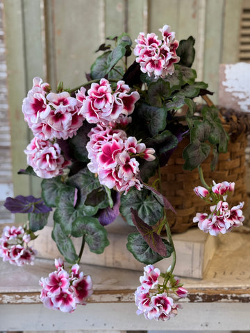 Petticoat Geranium Hanging | 25" | NOT CURRENTLY IN STOCK-New For Spring 2027!