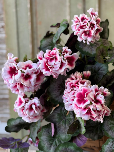 Petticoat Geranium Hanging | 25" | NOT CURRENTLY IN STOCK-New For Spring 2027!
