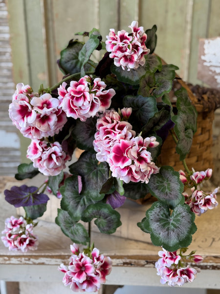 Petticoat Geranium Hanging | 25" | NOT CURRENTLY IN STOCK-New For Spring 2027!