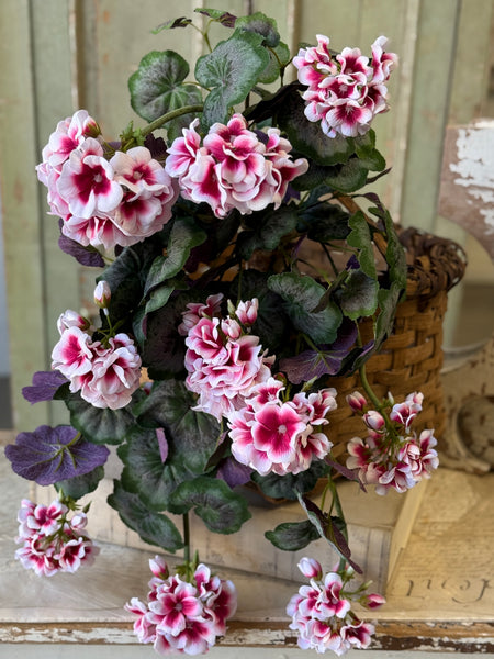 Petticoat Geranium Hanging | 25" | NOT CURRENTLY IN STOCK-New For Spring 2027!