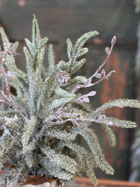 Snowdrift Norfolk Pine Bundle | 18" | NOT CURRENTLY IN STOCK-New For Holiday 2026!