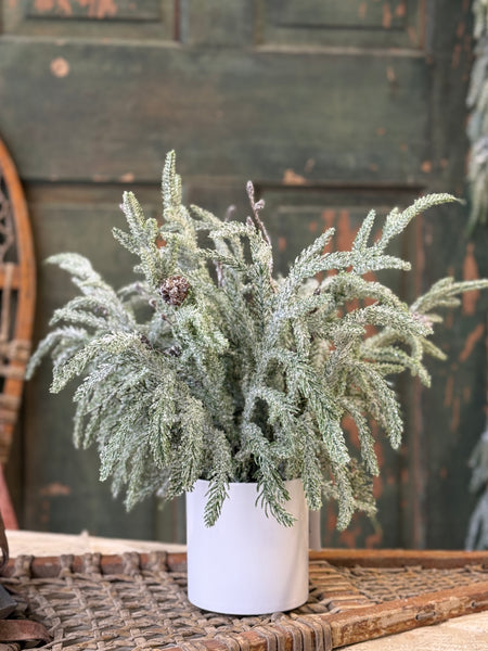 Snowdrift Norfolk Pine Pot | 15" | NOT CURRENTLY IN STOCK-New For Holiday 2026!