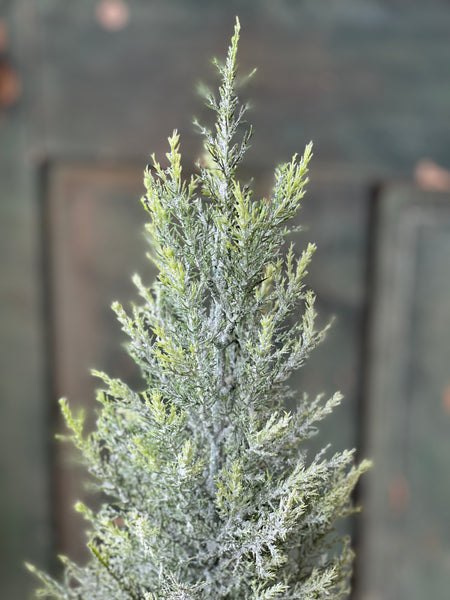 Fine Pine Tree | 23" | SOLD OUT