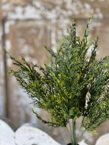 Clifton Hills Cedar Bush | 20" | Limited Stock - Last 108pcs!