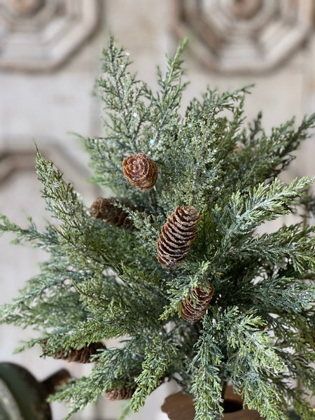 Luminous Cedar Bush | 21" | SOLD OUT