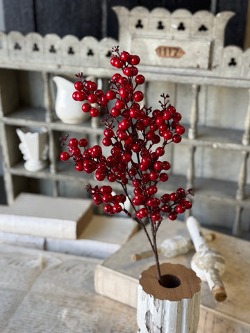 Scarlet Sonata Berry Bush | 24" | NOT CURRENTLY IN STOCK-New For Holiday 2026!