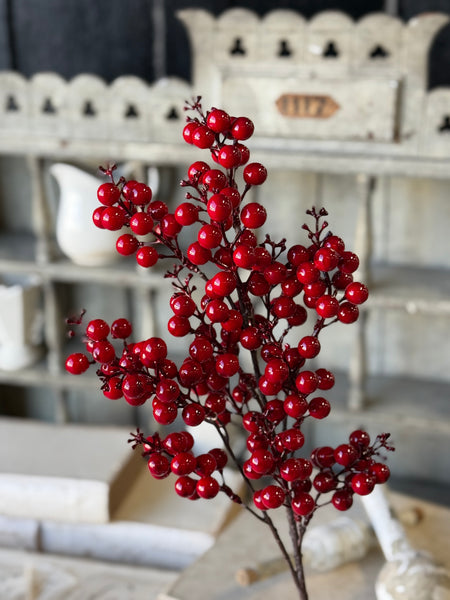 Scarlet Sonata Berry Bush | 24" | NOT CURRENTLY IN STOCK-New For Holiday 2026!