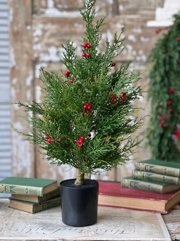 Crimson Jubilee Cedar Tree | 2'