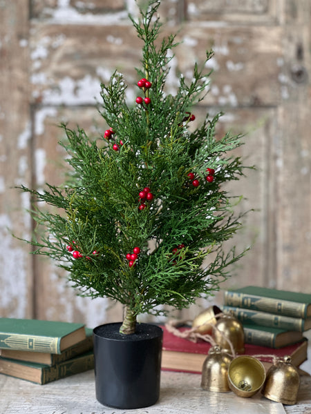 Crimson Jubilee Cedar Tree | 2'