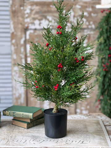 Crimson Jubilee Cedar Tree | 2' | NEW CLOSEOUT + CLEAN UP SPECIAL!  From $11.90 - Last 40pcs!