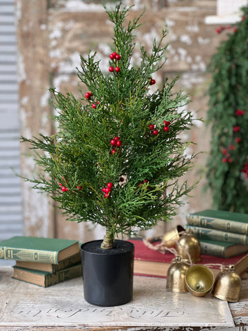 Crimson Jubilee Cedar Tree | 2' | 30% OFF - DISCOUNT TAKEN IN OFFICE