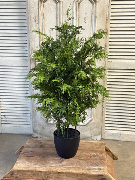 Churchill Cypress Tree | 48" | NOT CURRENTLY IN STOCK-New For Holiday 2026!
