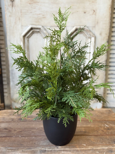 Churchill Cypress Tree | 25" | NOT CURRENTLY IN STOCK-New For Holiday 2026!