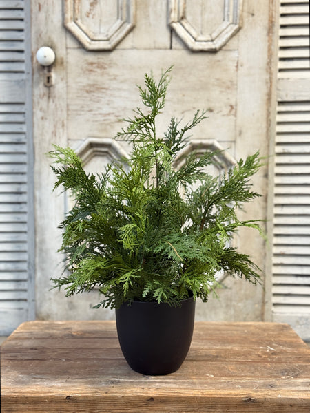 Churchill Cypress Tree | 25" | NOT CURRENTLY IN STOCK-New For Holiday 2026!