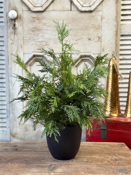 Churchill Cypress Tree | 25" | NOT CURRENTLY IN STOCK-New For Holiday 2026!