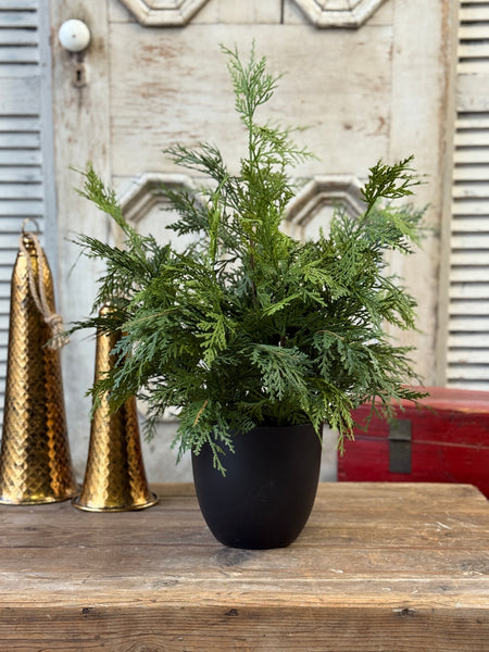 Churchill Cypress Tree | 25" | NOT CURRENTLY IN STOCK-New For Holiday 2026!