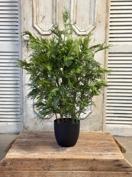 Churchill Cypress Tree | 36" | NOT CURRENTLY IN STOCK-New For Holiday 2026!
