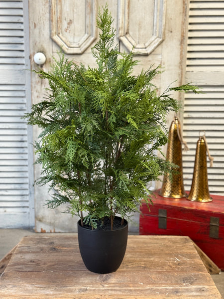 Churchill Cypress Tree | 36" | NOT CURRENTLY IN STOCK-New For Holiday 2026!