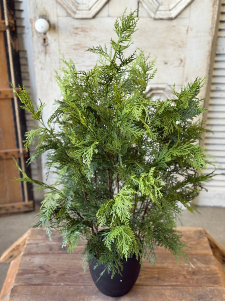 Churchill Cypress Tree | 36" | NOT CURRENTLY IN STOCK-New For Holiday 2026!