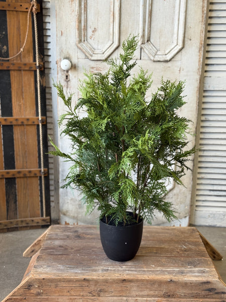 Churchill Cypress Tree | 36" | NOT CURRENTLY IN STOCK-New For Holiday 2026!