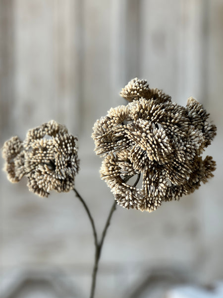 Sedum Seedhead | 27" | Greige