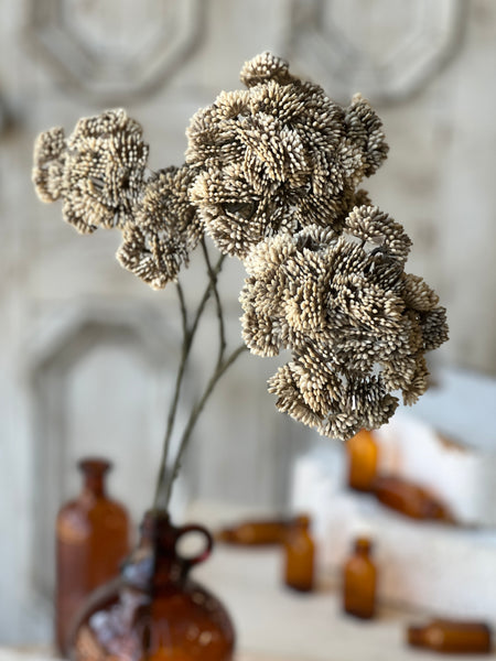 Sedum Seedhead | 27" | Greige