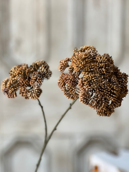 Sedum Seedhead | 27" | Umber | CLEAN UP SPECIAL!  From $2.40 - Last 120pcs!