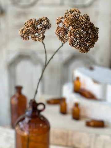Sedum Seedhead | 27" | Umber | CLEAN UP SPECIAL!  From $2.40 - Last 120pcs!