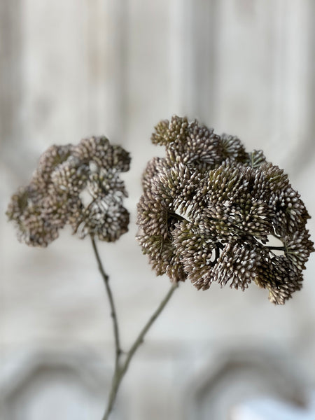 Sedum Seedhead | 27" | Fog