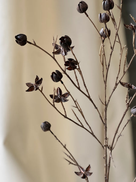 Tamarind Buds Spray | 38" | CLEAN UP SPECIAL!  $3.95 - Last 84pcs!