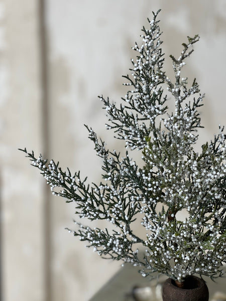 Constellation Juniper Pick | 16" | CLEAN UP SPECIAL!  From $1.45 - Last 192pcs!