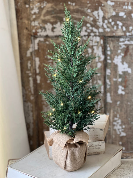 Starlit Cedar Tree (LED) | 24" | CLEAN UP SPECIAL!  From $10.95 - Last 40pcs!