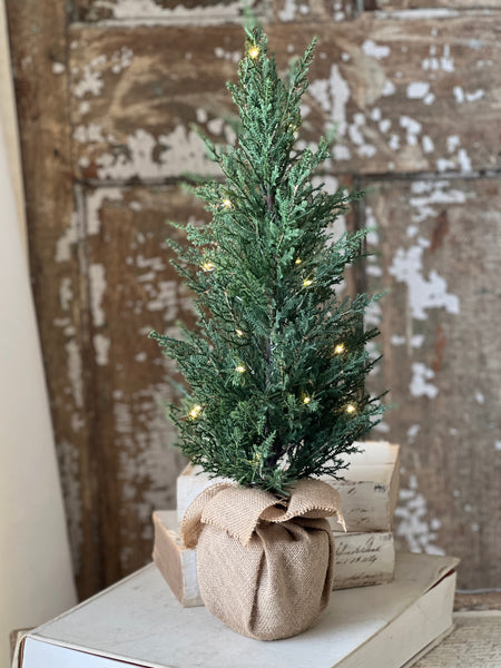 Starlit Cedar Tree (LED) | 24" | CLEAN UP SPECIAL!  From $10.95 - Last 40pcs!