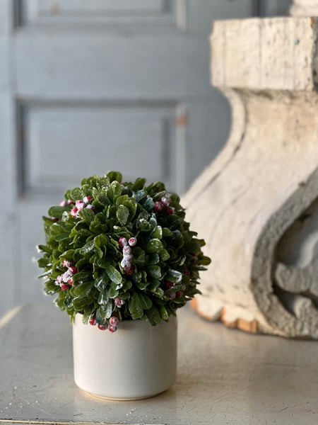 Frostberry Boxwood in Pot | 8.5" | SOLD OUT