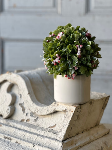 Frostberry Boxwood in Pot | 8.5" | SOLD OUT