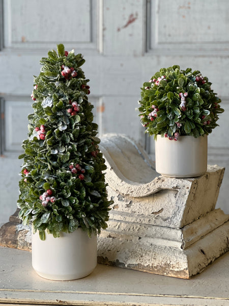 Frostberry Boxwood in Pot | 8.5" | SOLD OUT