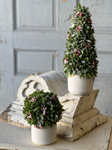 Frostberry Boxwood in Pot | 8.5" | SOLD OUT