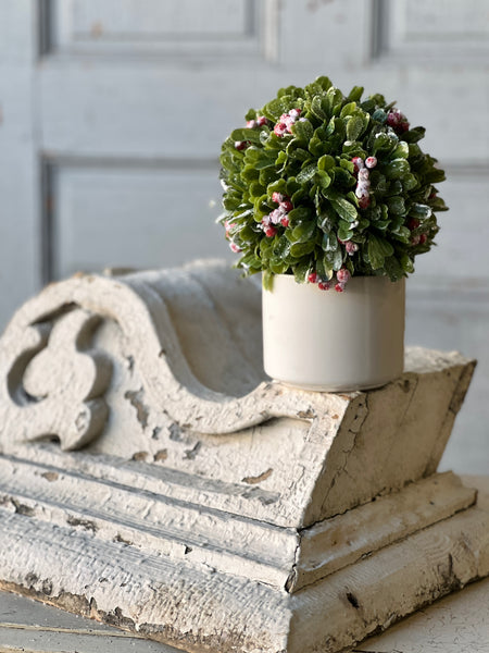 Frostberry Boxwood in Pot | 8.5" | SOLD OUT
