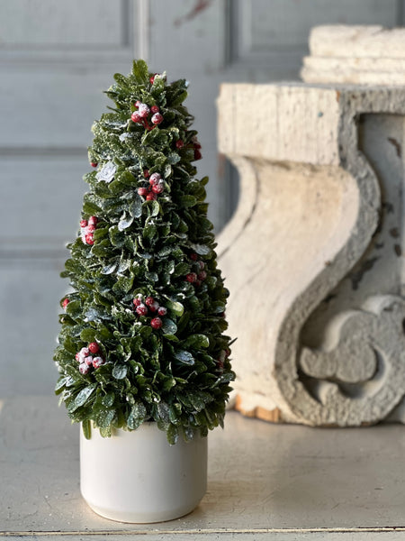 Frostberry Boxwood in Pot | 16" | CLEAN UP SPECIAL!  $14.95  Limited Stock - Last 12pcs!