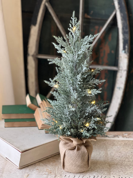 Celestial Cedar Tree w/ Lights | 24" | SOLD OUT