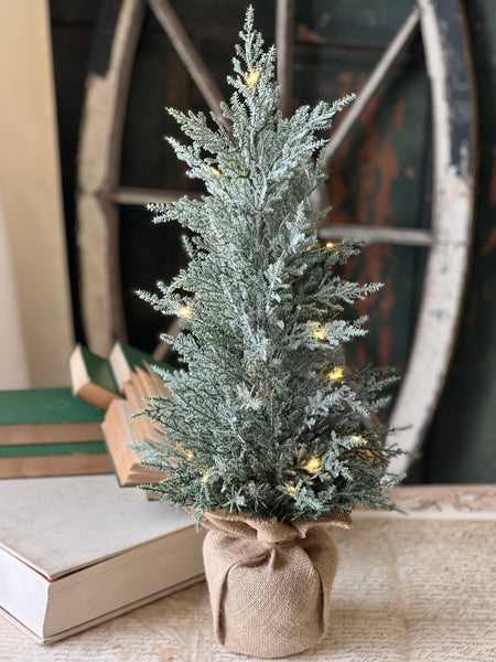 Celestial Cedar Tree w/ Lights | 24" | SOLD OUT