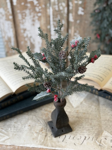 Holly Crested Fir Bush | 15" | NOT CURRENTLY IN STOCK-New For Holiday 2026!