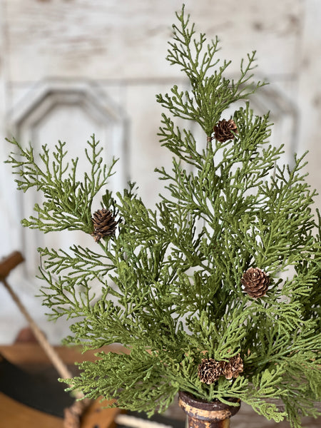 North Rim Hemlock Bush | 22" | SOLD OUT