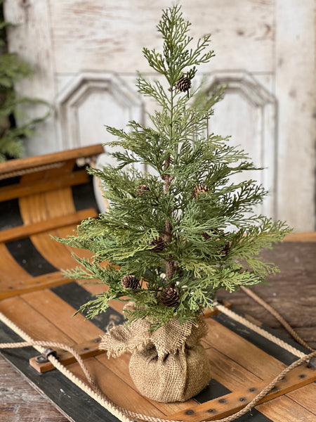 North Rim Hemlock Tree | 24" | SOLD OUT