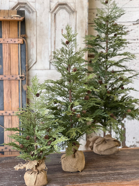 North Rim Hemlock Tree | 36" | SOLD OUT