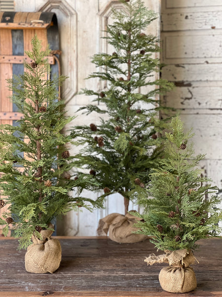 North Rim Hemlock Tree | 24" | SOLD OUT