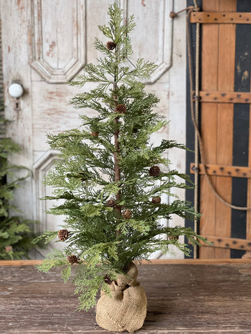 North Rim Hemlock Tree | 36" | SOLD OUT