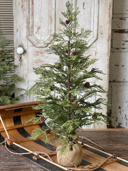 North Rim Hemlock Tree | 36" | SOLD OUT