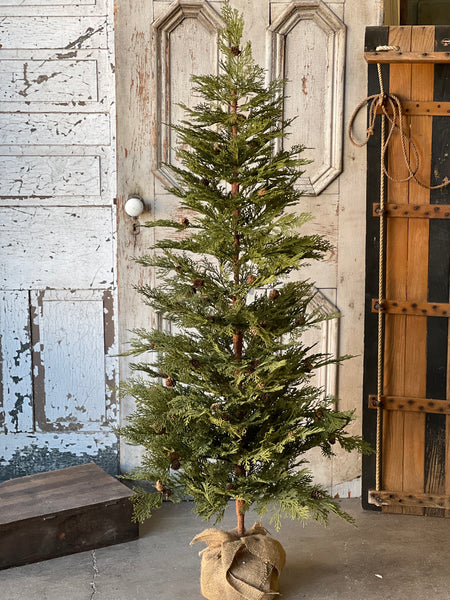 North Rim Hemlock Tree | 5' | SOLD OUT