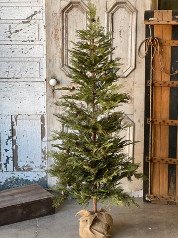 North Rim Hemlock Tree | 5' | SOLD OUT